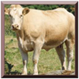 Funny Cow 1.0