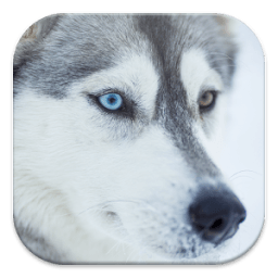 Husky Live Wallpapers иконка