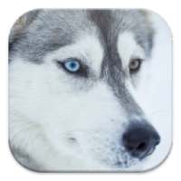 Husky Live Wallpapers