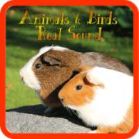 Animals & Birds : Real sound