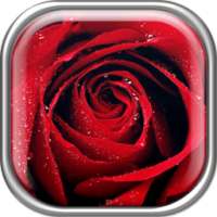 Roses Live Wallpaper on 9Apps