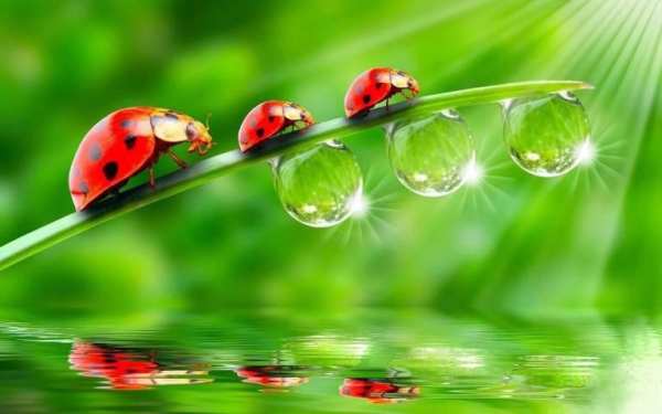 Free Live Water Wallpaper 1 تصوير الشاشة