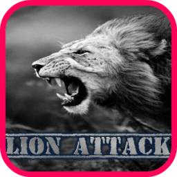 Lion savage attack