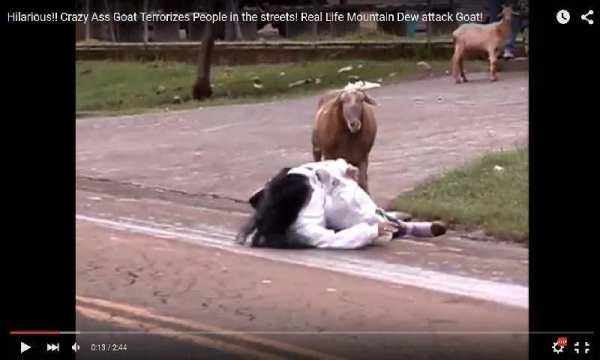 Funny Eid ul Azha Vedios screenshot 4