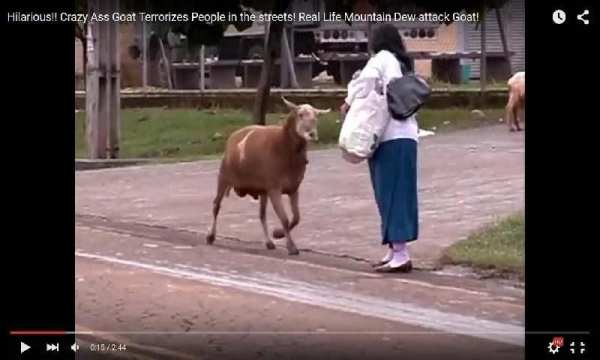 Funny Eid ul Azha Vedios screenshot 5