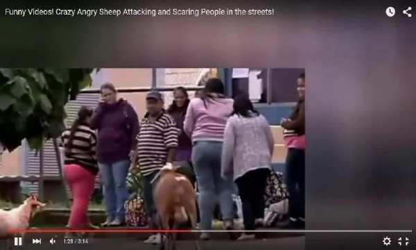 Funny Eid ul Azha Vedios screenshot 3