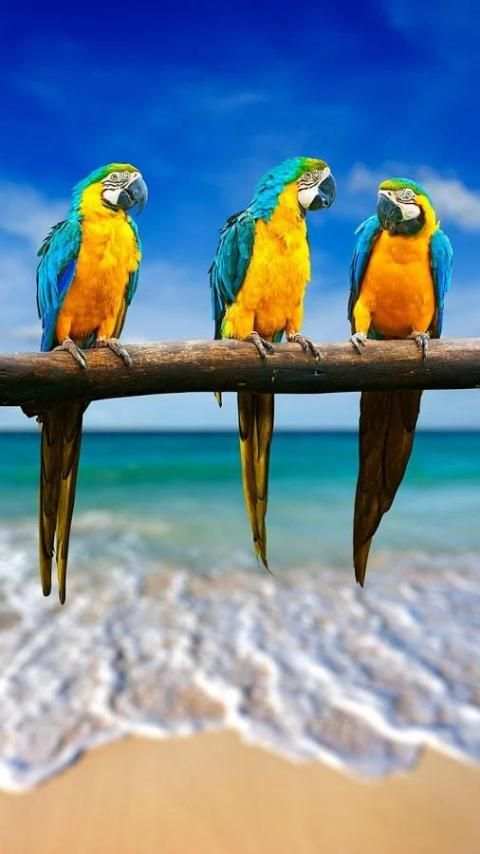 Birds LiveWallpapers स्क्रीनशॉट 1