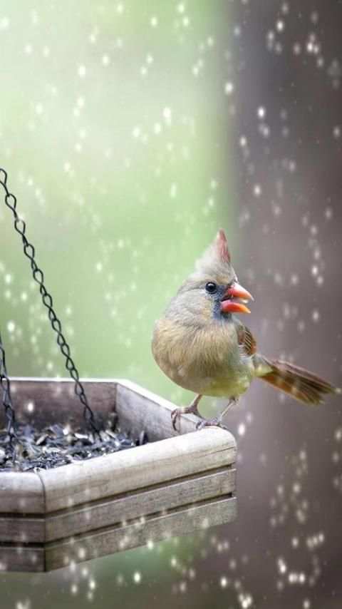 Birds LiveWallpapers स्क्रीनशॉट 2