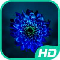 Flower Images on 9Apps