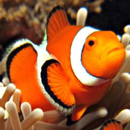 live wallpaper nemo 1.1