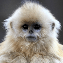 Lwp القرد أيقونة