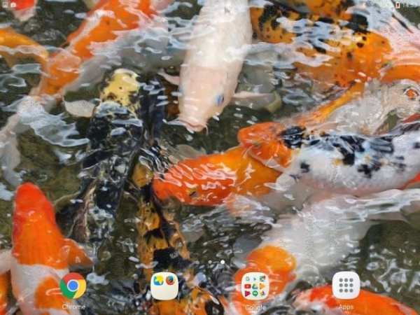 Koi Garden 3D Live Wallpaper screenshot 1