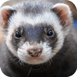 Ferret Wallpapers أيقونة