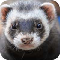 Ferret Wallpapers