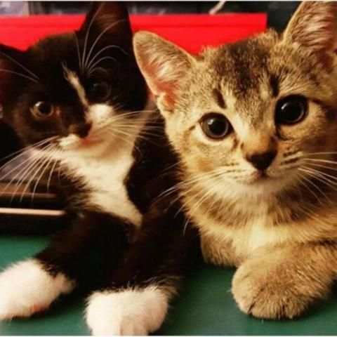 Game Kucing скриншот 3