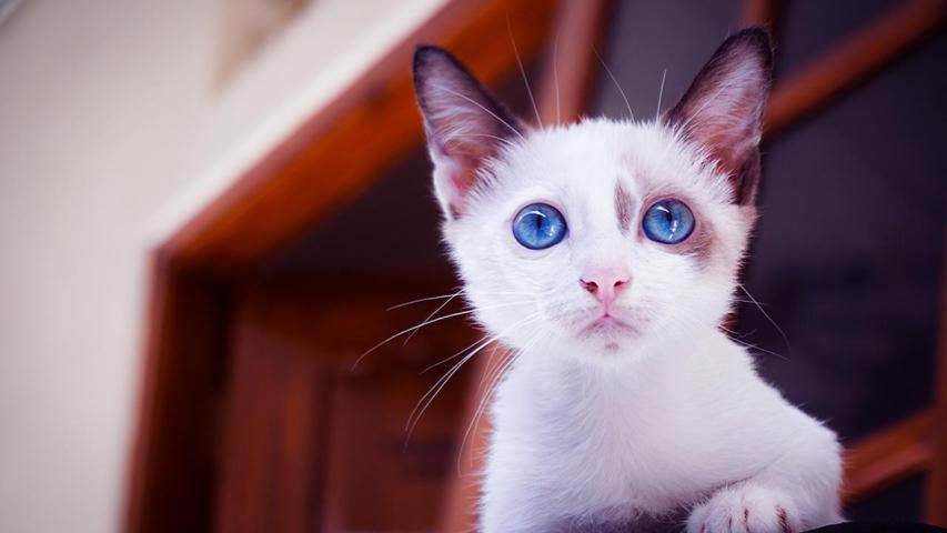 DSLR Camera HD screenshot 2