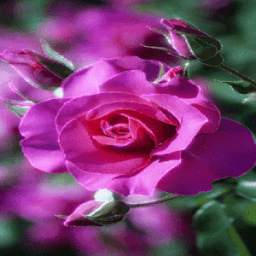 Pink Shiny Rose LWP