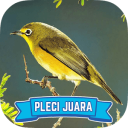 Master Pleci Kicau Juara Lomba icon