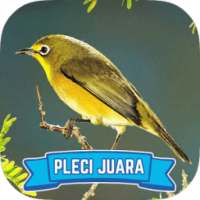 Master Pleci Kicau Juara Lomba on 9Apps