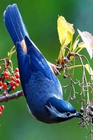Singing Birds Live Wallapaper screenshot 7