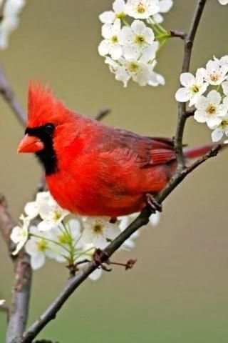 Singing Birds Live Wallapaper screenshot 5