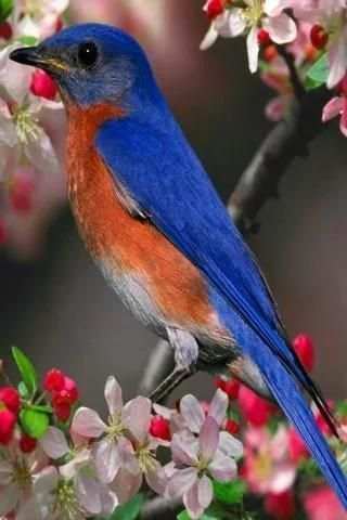 Singing Birds Live Wallapaper screenshot 6