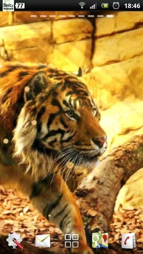 free live tiger wallpaper screenshot 2