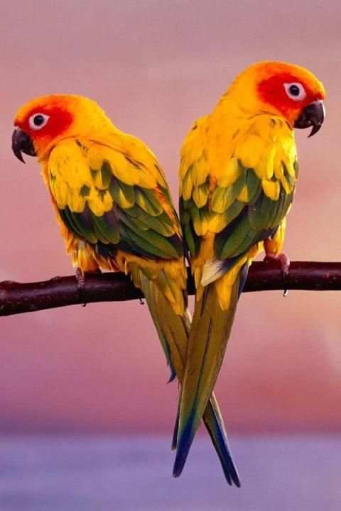 Birds Wallpaper स्क्रीनशॉट 6