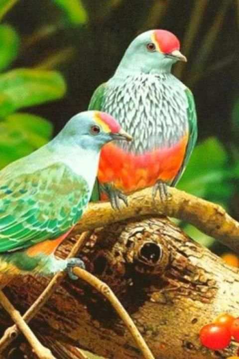 Birds Wallpaper स्क्रीनशॉट 13
