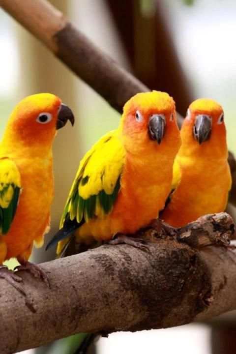 Birds Wallpaper स्क्रीनशॉट 14
