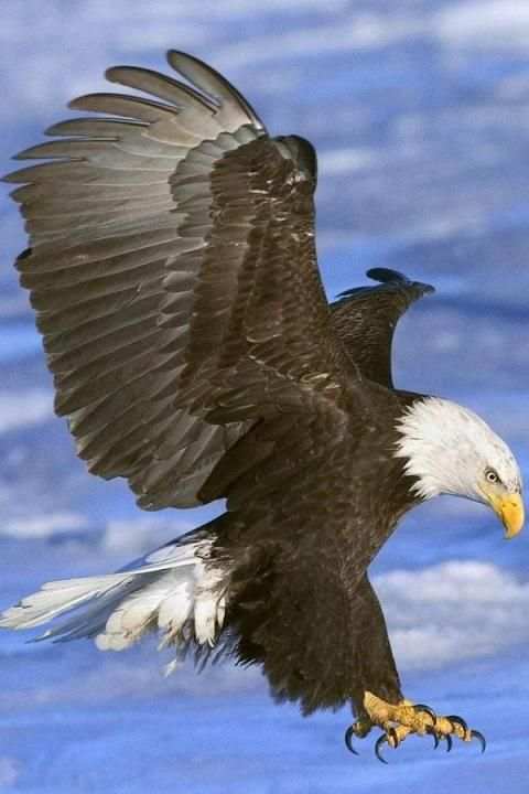 Birds Wallpaper स्क्रीनशॉट 5