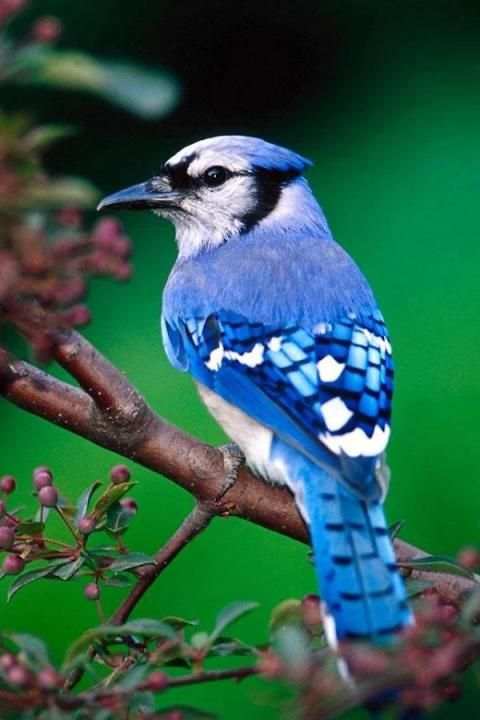 Birds Wallpaper स्क्रीनशॉट 19