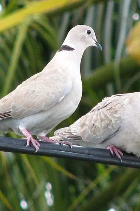 Birds Wallpaper स्क्रीनशॉट 3