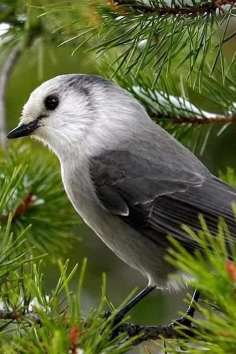Birds Wallpaper स्क्रीनशॉट 4