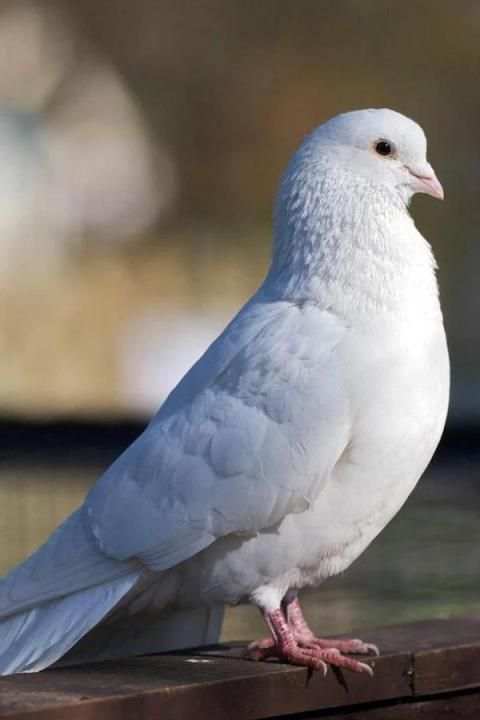 Birds Wallpaper स्क्रीनशॉट 11