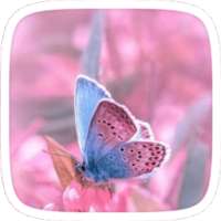 Розовый Сердце Бабочка
