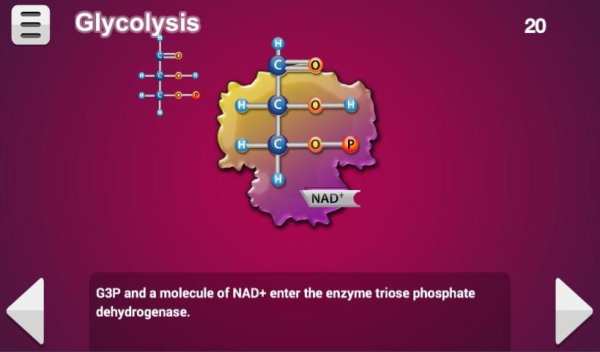 Biology Cellular Respiration L screenshot 8