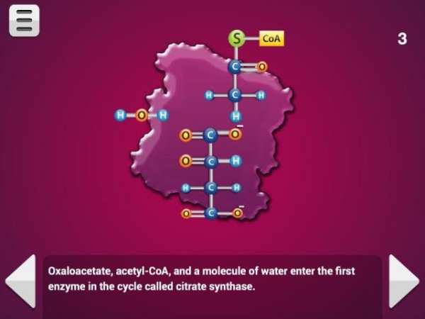 Biology Cellular Respiration L screenshot 13