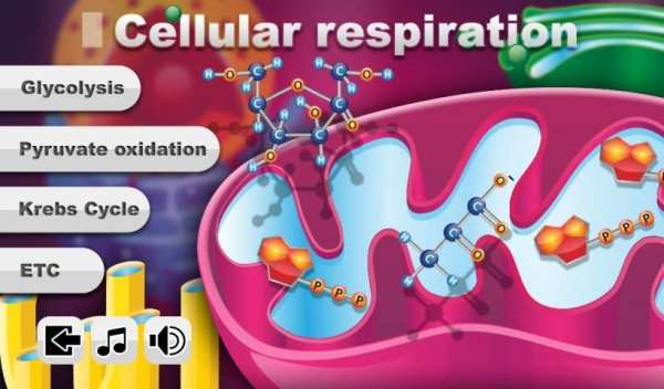 Biology Cellular Respiration L screenshot 6