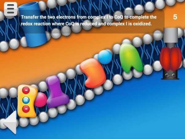 Biology Cellular Respiration L screenshot 14
