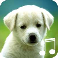 Puppy Sounds-Relax Sleep Calm on 9Apps