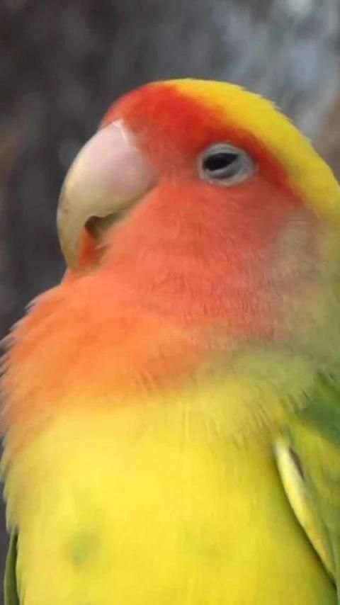 Beautiful Birds Wallpapers3 HD скриншот 9