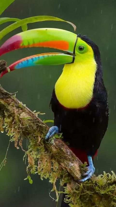 Beautiful Birds Wallpapers3 HD स्क्रीनशॉट 4