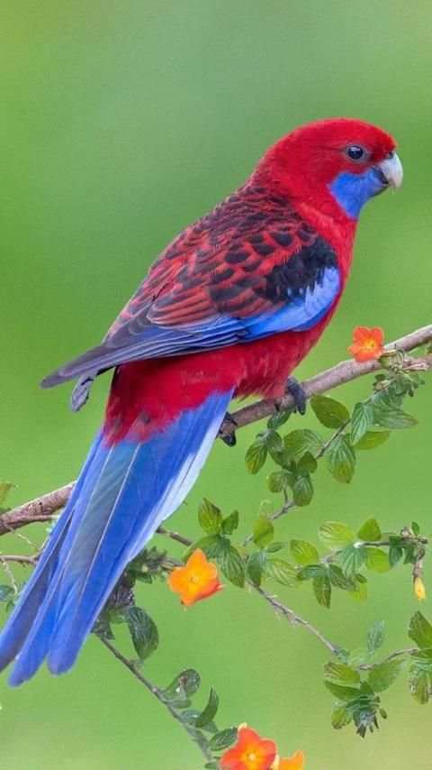 Beautiful Birds Wallpapers3 HD स्क्रीनशॉट 12