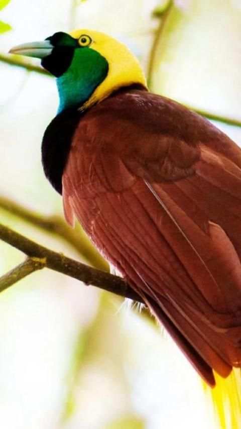Beautiful Birds Wallpapers3 HD скриншот 1