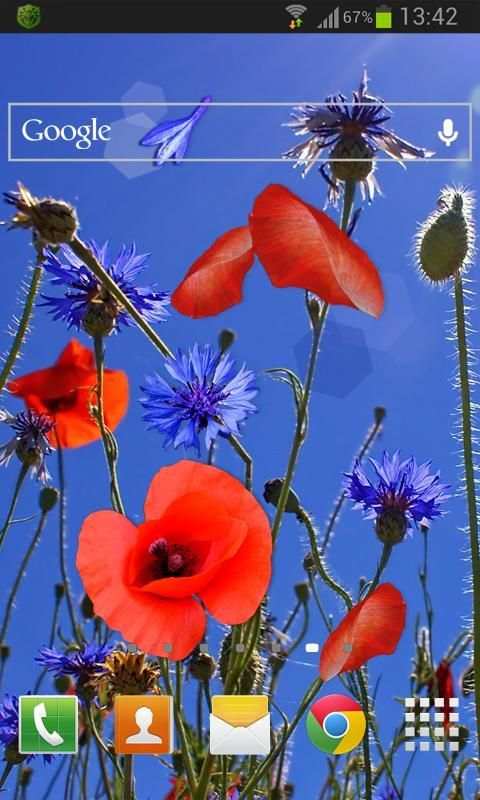 Poppies flowers LWP screenshot 2