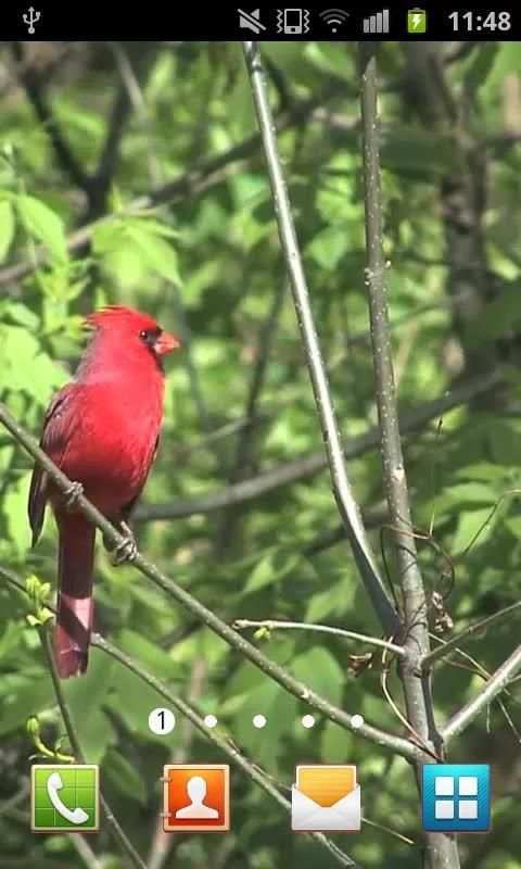 Nature Live Walpaper 41 screenshot 2