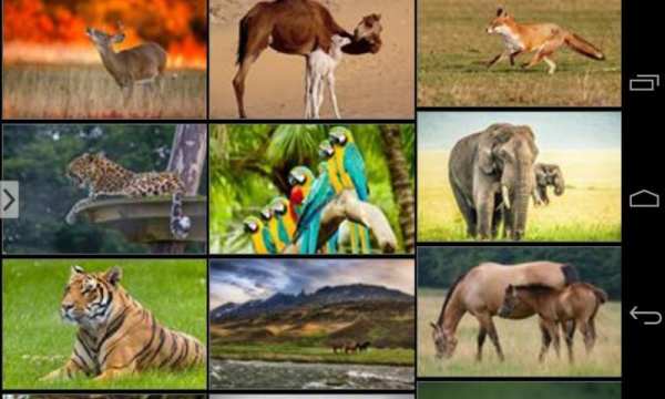 Cute Animals Wallpapers HD screenshot 2