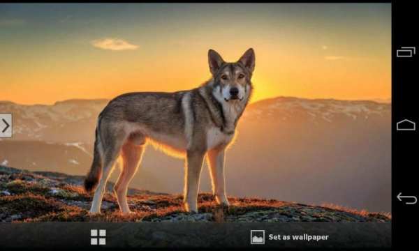Cute Animals Wallpapers HD screenshot 5