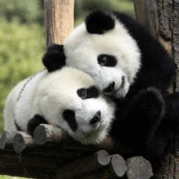 The Animals Pics Cute Edition иконка